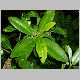 Melicope clusiifolia.jpg